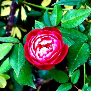 Meet your Posher, Sharon